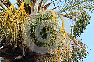 Dates ripen on a palm tree in northern Israel