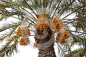 Dates tree with kimri dates