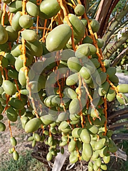 Dates with tree  raw bonch