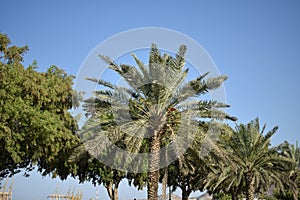 Dates tree in UAE looking beauty full