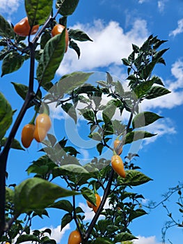 Datil chilli peppers photo