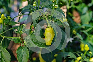 Datil peppers or cayenne pepper growing on tree branches in the garden