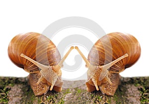 Dating snails