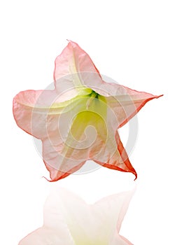 Datura or angel's trumpet flower on white background.
