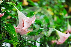 Datura (angel trumpet)