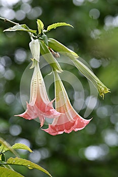 Datura Brugmansia