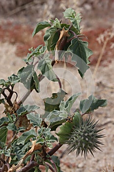 Datura Discolor Fruit - Borrego Valley Desert - 121923