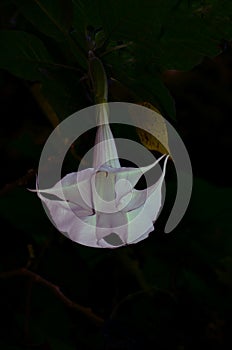 Datura, erba del diavolo flowers , isolated photo