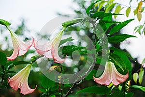 Datura flower