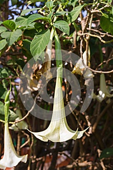 Datura flower or angel trumpet flower