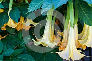 Datura flower. brugmansia swingtime Dope flowers hanging from a branch photo