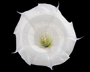 Datura flower, dope, stramonium, thorn-apple, jimsonweed, isolated on black background photo