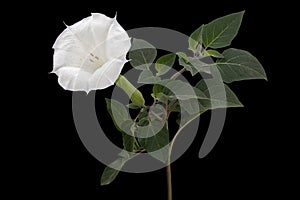 Datura flower, dope, stramonium, thorn-apple, jimsonweed, isolated on black background photo