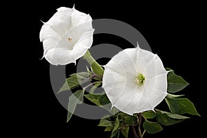 Datura flower, dope, stramonium, thorn-apple, jimsonweed, isolated on black background photo