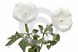 Datura flower, dope, stramonium, thorn-apple, jimsonweed, isolated on white background