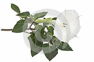 Datura flower, dope, stramonium, thorn-apple, jimsonweed, isolated on white background photo