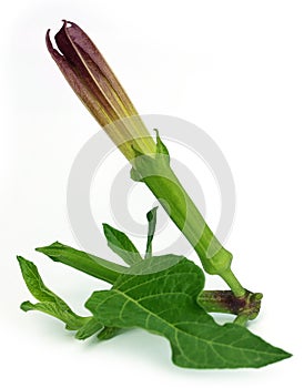 Datura flower with leaves