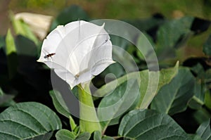 Datura flower, moonflower, jimsonweed, devil`s weed or devil`s trumpet in bloom in the garden. Single white flower