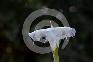 Datura flower in nature