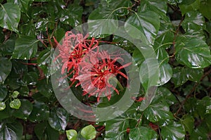 Datura flowers,Qinhuai River,Nanjing city, China