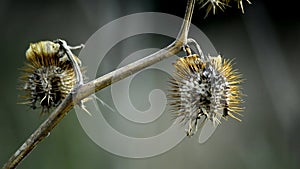 Datura innoxia, pricklyburr