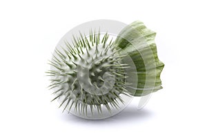 Datura inoxia, spiny capsule, jimsonweed, dope, thorn-apple, devil`s weed, hell`s bells. Solanaceae photo