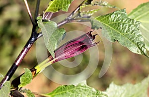 Datura metel, Devil's trumpet