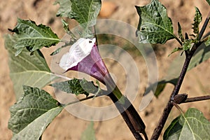 Datura metel, Devil's trumpet