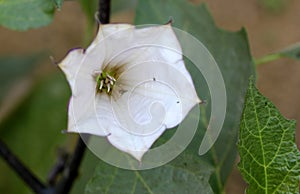 Datura metel, Devil's trumpet