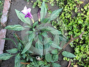 Datura metel, Devil's trumpet