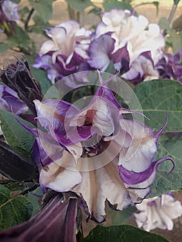 Datura metel flower in a garden. It is native to southern China and India