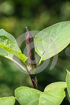 Datura metel at garden