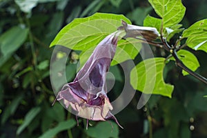 Datura metel at garden