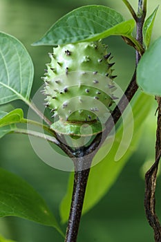 Datura metel at garden