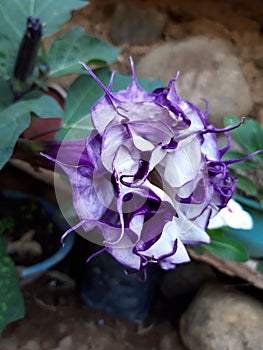 Datura metel  linnaeus