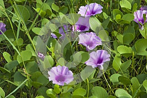 Datura metel a plant