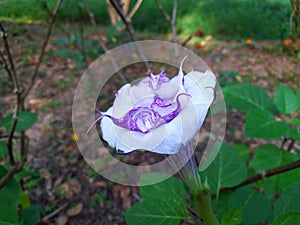 Datura metel rare medicinal plant