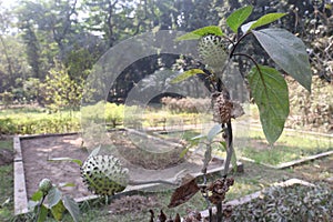 Datura metel tree plant on farm