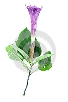 Datura metel white background in studio