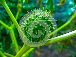 Datura ordinary poisonous plant
