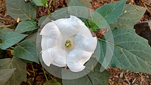 Datura stramonium