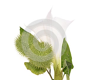 Datura stramonium