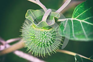 Datura stramonium