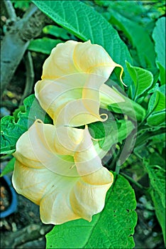 Datura stramonium dangerous flowers in blossom background and wallpapers in top high quality prints