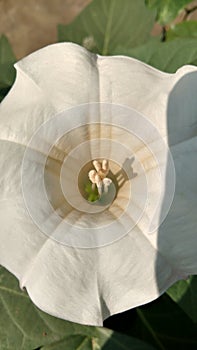 Datura stramonium datura in a sunny day