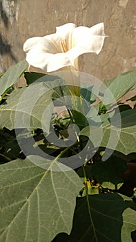 Datura stramonium datura in a sunny day