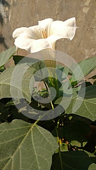 Datura stramonium datura in a sunny day