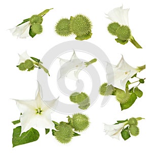 Datura stramonium