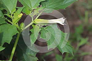 Datura stramonium. Hallucinogen plant Devil\'s Trumpet, also called Jimsonweed.