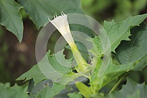 Datura stramonium. Hallucinogen plant Devil\'s Trumpet, also called Jimsonweed.